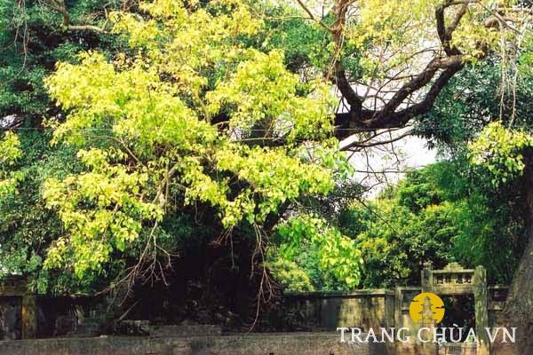 Chùa Ngòi (Quang Ân Tự) tọa lạc tại thôn Trung, xã Thanh Liệt, huyện Thanh Trì, Hà Nội.